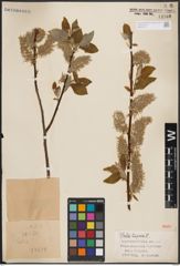 Foto von Salix caprea L.